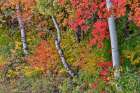 USA, Utah, Garden City. Aspen and maple on hillsides just east of town Art Print